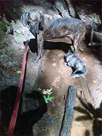 Dogs in Creek