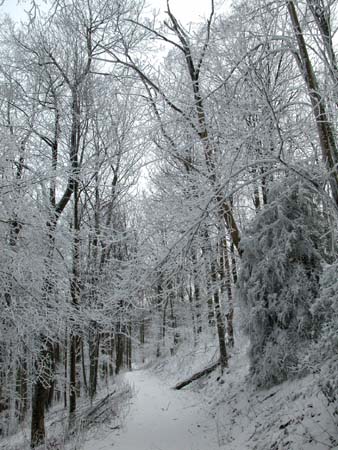 Hoarfrost-on-Ridge-Trail
