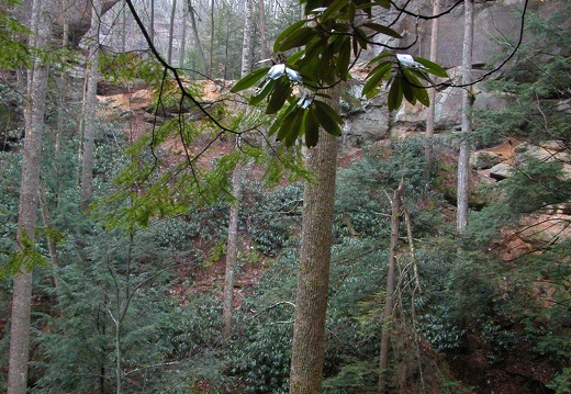 04 March 14: Second Story, Gray's Arch, & D. Boone Hut, Powell County, Kentucky