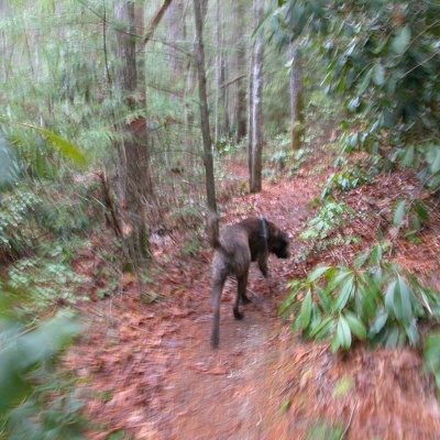 04 March 20: Bug Head & Pygmalion Rocks, Wolfe County, Kentucky