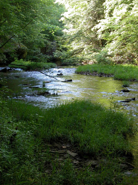 Camp 1: uppper Rock Creek