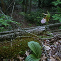 Pink Lady Slipper on small cliffs above headwaters of Puncheoncamp Creek