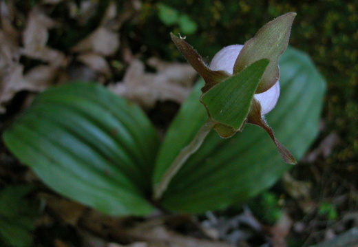 Pink Lady Slipper on small cliffs above headwaters of Puncheoncamp Creek