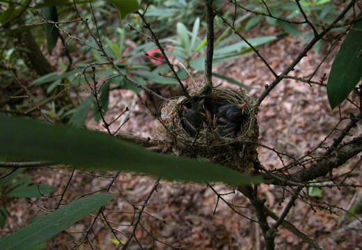 Nest of song birds?