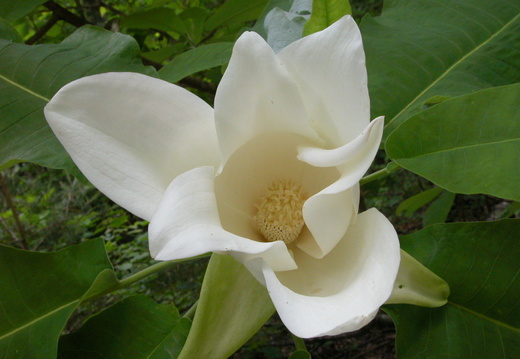 Magnolia Tree blooms on Laurel Ridge Road