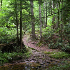 Trace Branch Creek
