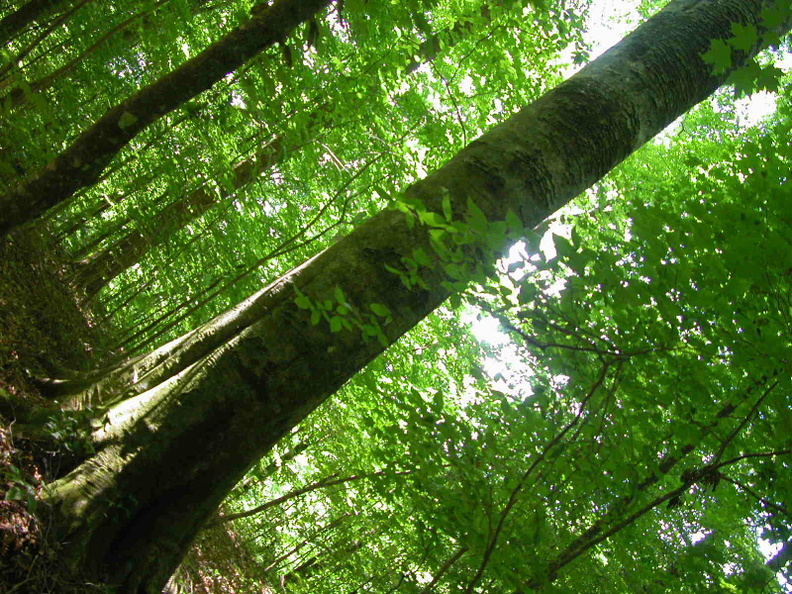 Along the Big South Fork of the Cumberland River, now flooded as Lake Cumberland