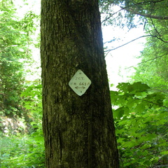 Big Creek Shelotwee crosses Forest Service road