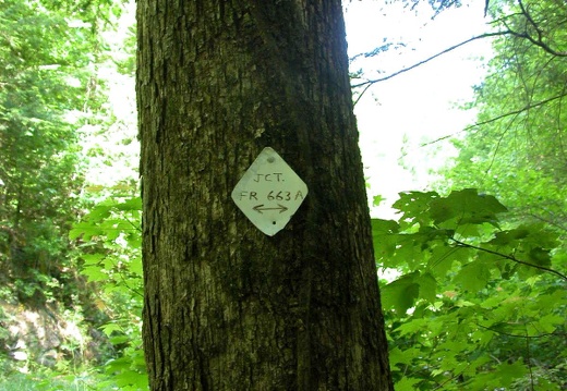 Big Creek Shelotwee crosses Forest Service road