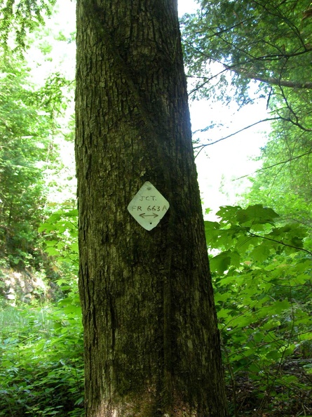 Big Creek Shelotwee crosses Forest Service road