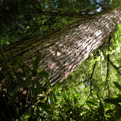 North Fork of Big Creek