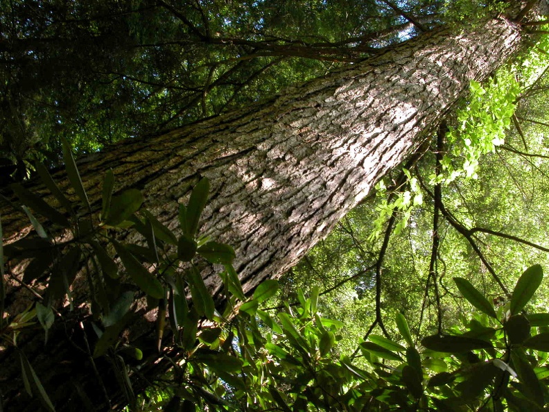 North Fork of Big Creek