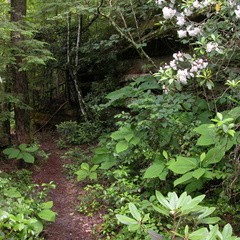 Above Pounder Branch