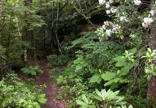 Above Pounder Branch