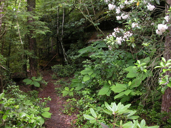 Above Pounder Branch