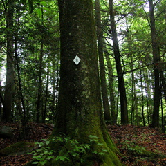 East Section of Rockcastle Narrows Loop