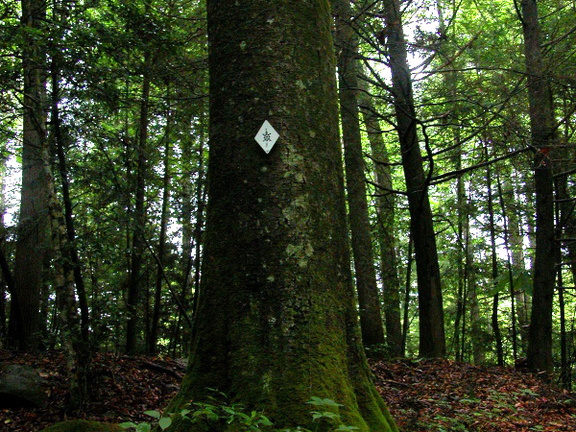 East Section of Rockcastle Narrows Loop