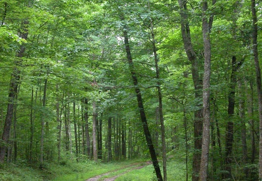 At 1200ft above Vanhook Branch