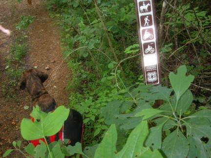 Head of Big Dog Branch