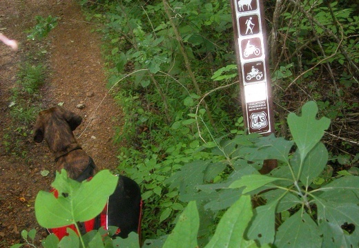 Head of Big Dog Branch