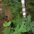 Head of Big Dog Branch
