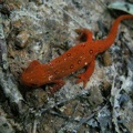 Newt