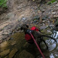 Big Dog Branch