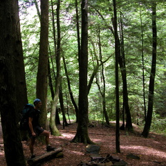 Large Camp on Big Dog Branch