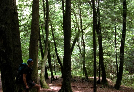 Large Camp on Big Dog Branch