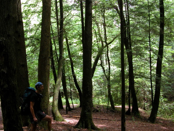 Large Camp on Big Dog Branch