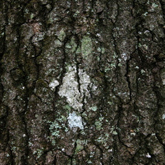 Sheltowee Trail Marker