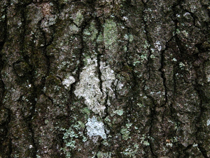 Sheltowee Trail Marker