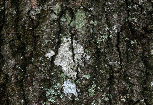 Sheltowee Trail Marker