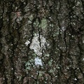 Sheltowee Trail Marker