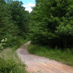 Forest Service Road near 1197ft