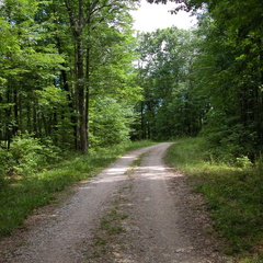 Forest Service Road above Poison Honey Fork