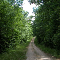 Forest Service Road above Forest Service Road above Poison Honey Fork