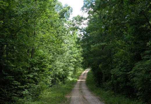 Forest Service Road above Forest Service Road above Poison Honey Fork