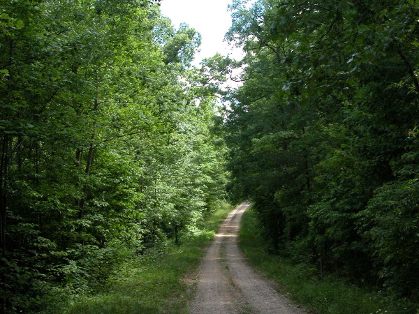 Forest Service Road above Forest Service Road above Poison Honey Fork