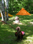 Dolly Copp Campground