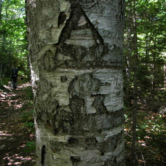 Daniel Webster (Scout) Trail