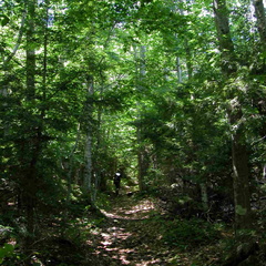 Daniel Webster (Scout) Trail