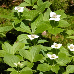 Daniel Webster (Scout) Trail