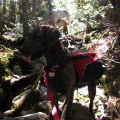 Daniel Webster (Scout) Trail