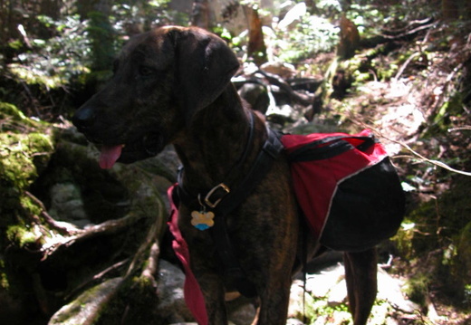 Daniel Webster (Scout) Trail