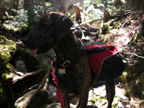 Daniel Webster (Scout) Trail