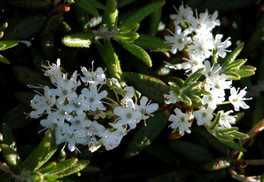 Alpine Zone on Daniel Webster (Scout) Trail