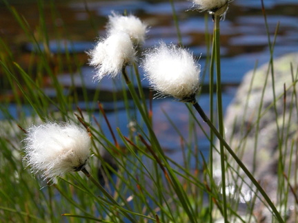 Flowers near Star Lake