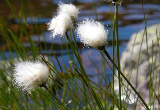 Flowers near Star Lake