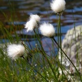 Flowers near Star Lake